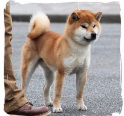 picture of dog