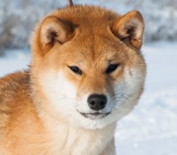 picture of dog