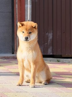 picture of dog