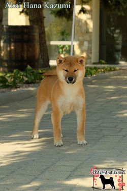 picture of dog