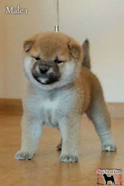 picture of dog