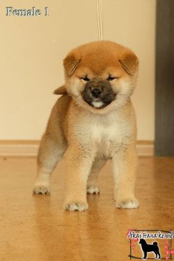 picture of dog