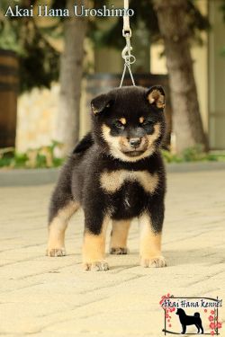 picture of dog