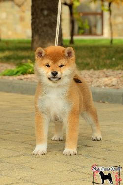 picture of dog