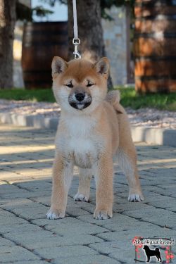 picture of dog