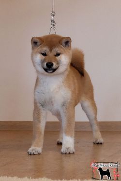 picture of dog