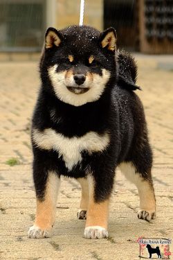 picture of dog