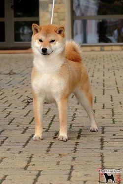 picture of dog