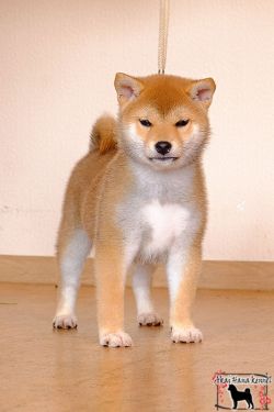 picture of dog