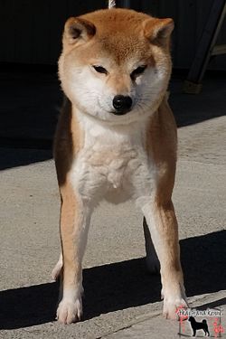 picture of dog