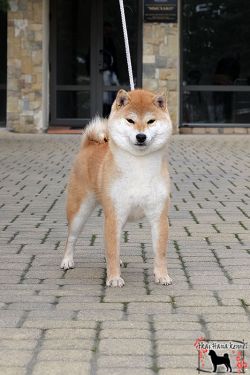 picture of dog
