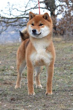 picture of dog
