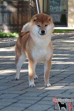picture of dog