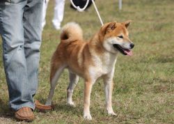 picture of dog