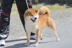 picture of dog