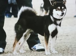 picture of dog