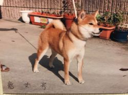 picture of dog