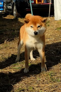 picture of dog
