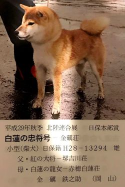 picture of dog
