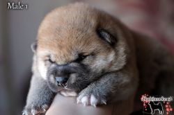 picture of dog