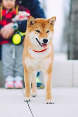 picture of dog