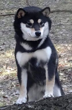 picture of dog