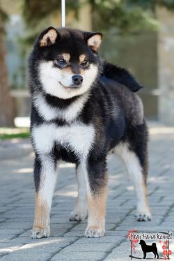 picture of dog