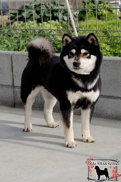 picture of dog