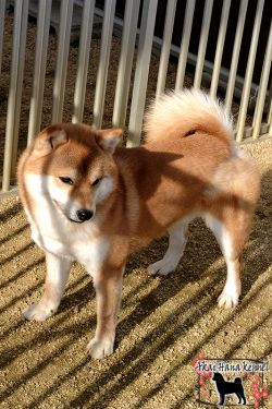 picture of dog
