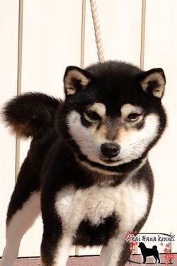 picture of dog