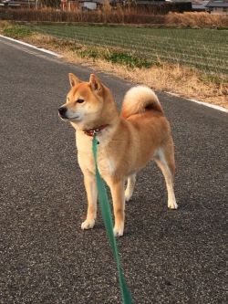 picture of dog