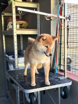 picture of dog