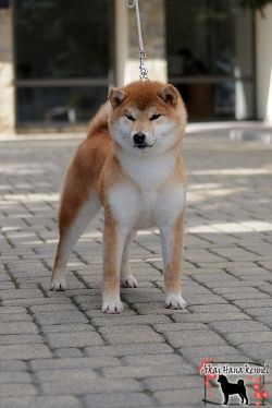 picture of dog