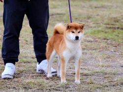 picture of dog