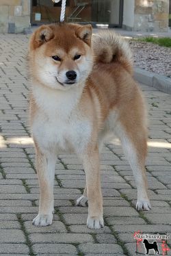 picture of dog