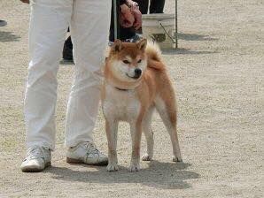picture of dog
