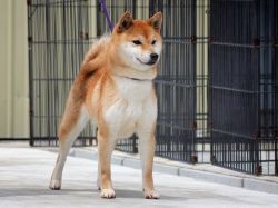 picture of dog