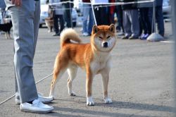 picture of dog