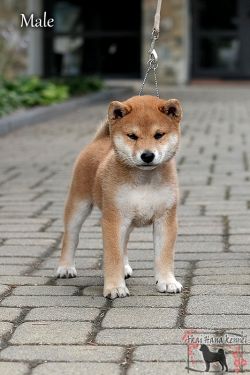 picture of dog