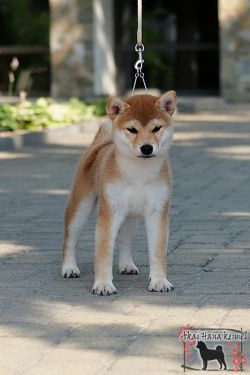 picture of dog