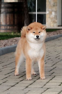 picture of dog