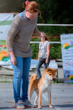 picture of dog