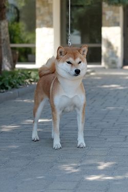 picture of dog
