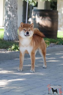picture of dog