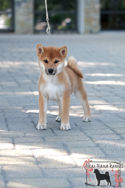 picture of dog