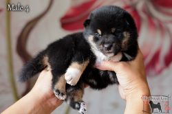 picture of dog