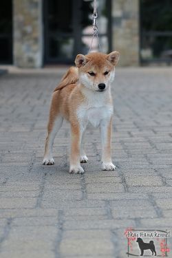 picture of dog