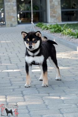 picture of dog