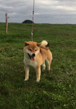 picture of dog