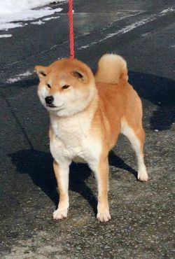 picture of dog